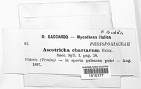 Ascotricha chartarum image